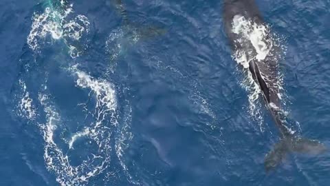 Beautiful Whale Swiming In the Sea, #fish_video #whale_video #wilddoc