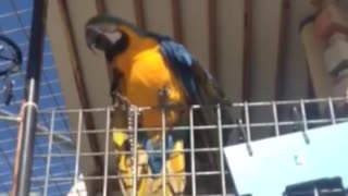 Parrot sneezing human style