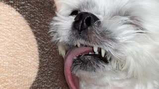 A cute dog with no front teeth