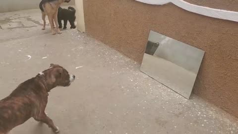 Dog feedback in front of the mirror (very funny)