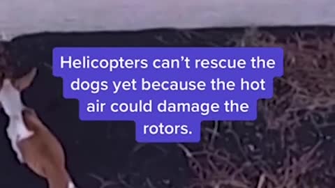 Drones dropped food and water to dogs trapped by volcanic lava in the mountains of Spain.
