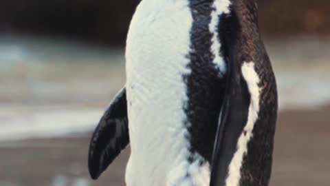 Penguin dance | #nature | #wildlife | #mothernature