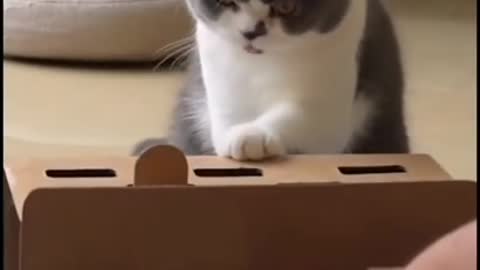 TOP COMIC VIDEOS CAT