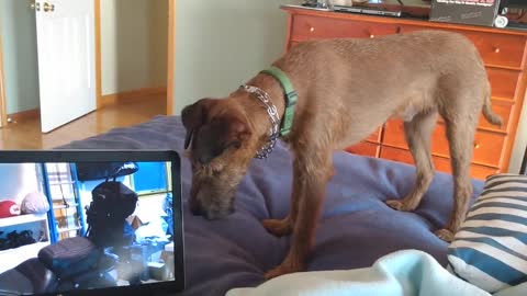20201018 Irish Terrier Boden checking out a laptop