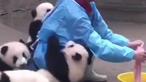 How can a panda be so cute?