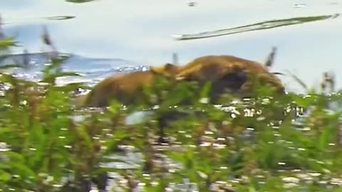 Lion attacking on buffalo