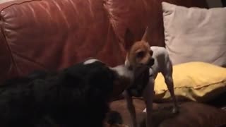 Black dog pushes small brown dog out out of couch