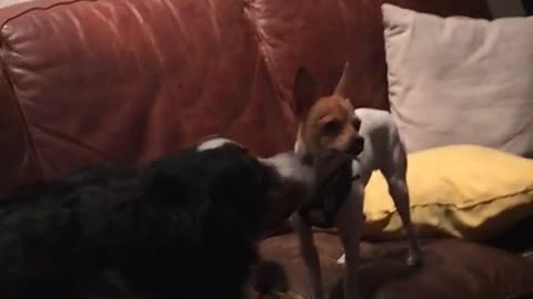 Black dog pushes small brown dog out out of couch