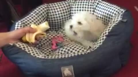 Small puppy and banana - First contact