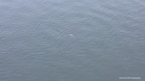 Dolphin At Nimmos Pier Galway Docks