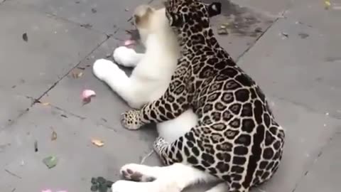 cat in love with a beautiful white dog