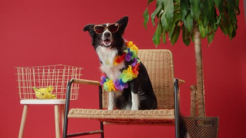 Beautiful dog standing on a chair and performing