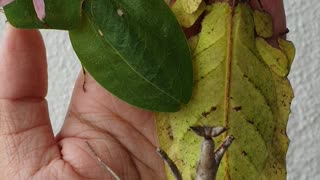 Beautifully Unique and Colorful Pet Bugs