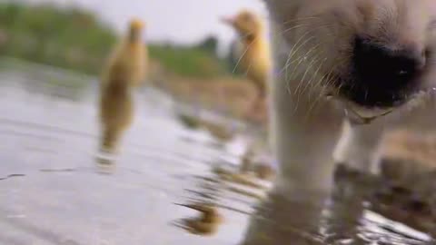 Cute baby dog with baby duck😍😍