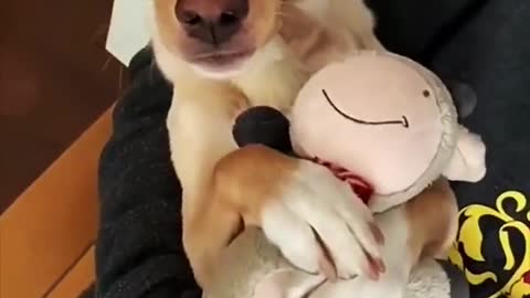 Dog funny collection, make people laugh belly