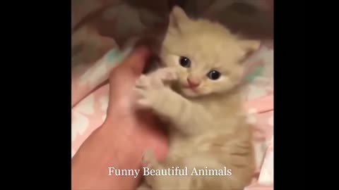 Funny Animals😻🐶 Cats And Dogs Videos Compilation 😻🐶Cute Puppy
