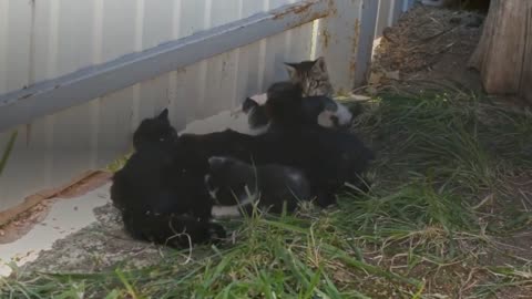 playful kittens so adorable