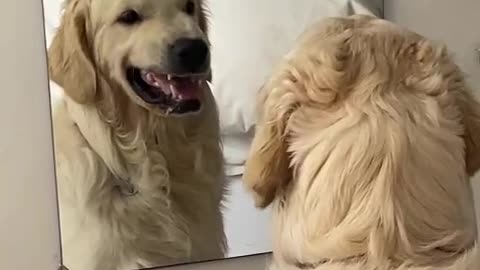 Golden Retriever practices his mean face in the mirror