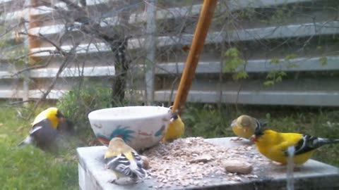 Early Returning Goldfinches