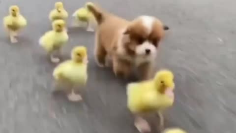Dog and Duck baby much funny videos