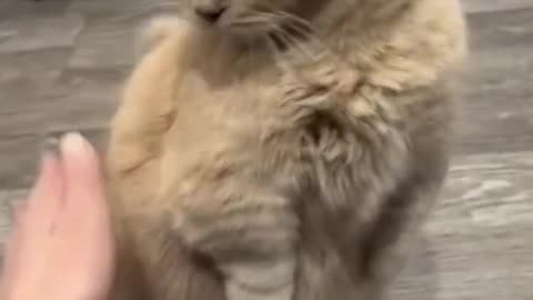 Cat video