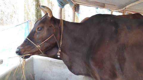 Natural Cow Farm in Bangladesh 2024 | AL Madina Cattle Farm 2024| Big big cow 2024