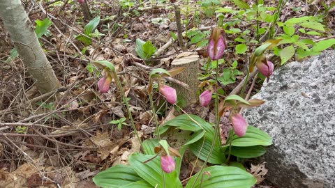 Seven Lady Slippers Wild Flowers