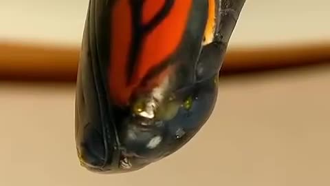 Time Lapse of How a Caterpillar Becomes a Butterfly