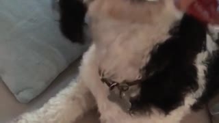 Curly black white dog eats whip cream