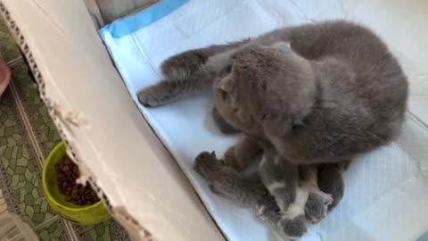 The cat carries its newborn kittens very cute.