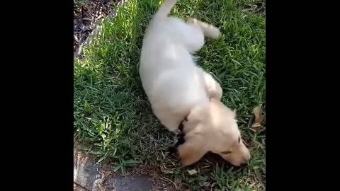 FUNNY GOLDEN RETRIEVER PUPPIES FUNNY FAILS VIDEOS ❤️❤️❤️