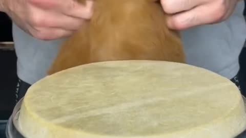 Puppy Playing Drums