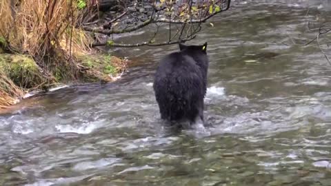 Black bear go fishing :)