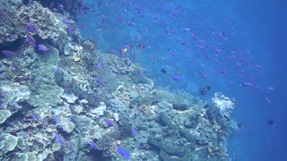 Herd Of small fishes groups up with granys near coral reefs