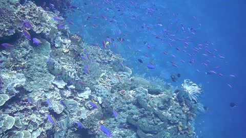 Herd Of small fishes groups up with granys near coral reefs