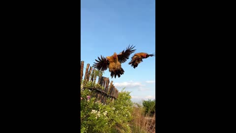 These two roosters not only can fly, but also fly very high