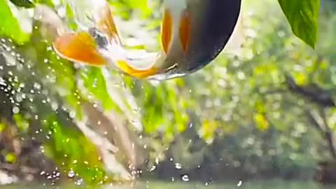 A fish jumps out of the water a 1.5 meter high to pick up its fruit.