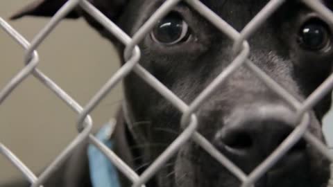 Close Up Black Dog In Cage