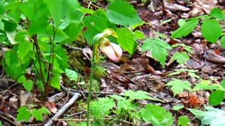 Lady's Slippers