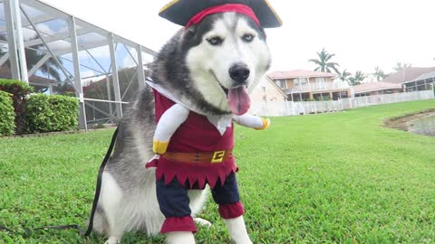 Husky muestra su épico disfraz de pirata