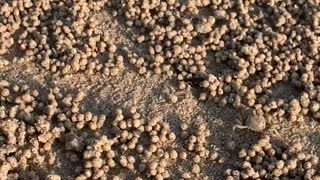 Crabs Create Village of Sand Balls