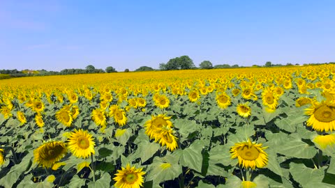 Flying Over Sunflower Field