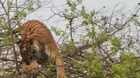 Tiger attack monkey on Tree