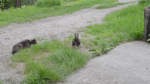 Cool video. Rabbit fight with a cat