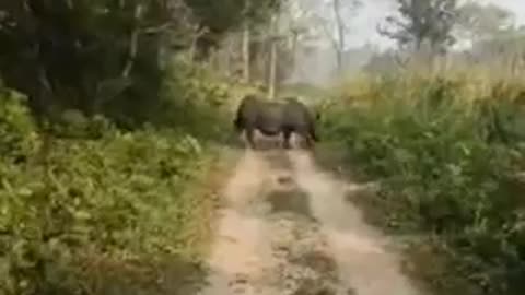 Inside chitwan national park