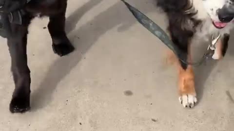 Dogs Walk With Owner In Street