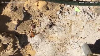 Vespa e aranha travam venenosa batalha até a morte na Austrália