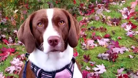 TUBBY IS CANADA'S MOST BEAUTIFUL DOG