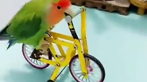 Parrot smart 😂🤣 show #parrotshorts #shorts