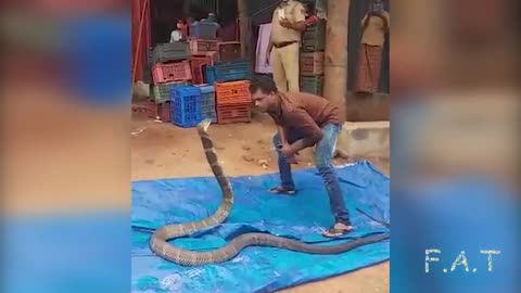 MAN PLAYING WITH GIANT KING COBRA